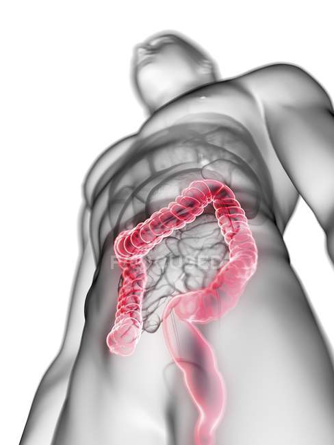 Illustration of transparent gray silhouette of male body with colored colon. — Stock Photo