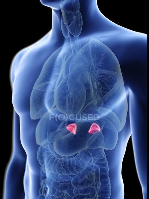 Illustration der transparenten blauen Silhouette des männlichen Körpers mit farbigen Nebennieren. — Stockfoto
