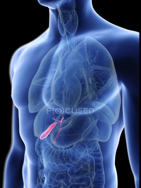 Ilustración de silueta azul transparente del cuerpo masculino con vesícula biliar de color . - foto de stock