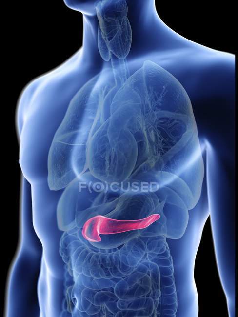 Ilustração da silhueta azul transparente do corpo masculino com pâncreas colorido . — Fotografia de Stock