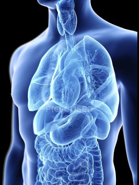 Ilustración de silueta azul transparente del cuerpo masculino con órganos internos . - foto de stock
