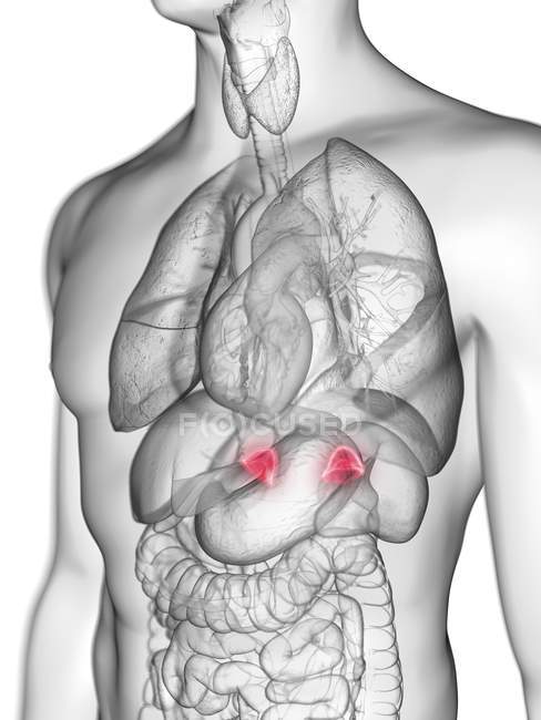 Ilustração da silhueta cinza transparente do corpo masculino com glândulas supra-renais coloridas . — Fotografia de Stock