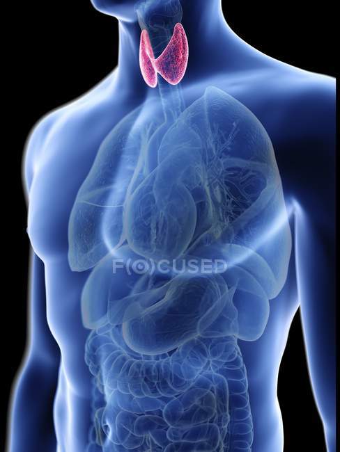 Ilustración de silueta azul transparente del cuerpo masculino con glándula tiroides coloreada
. — Stock Photo