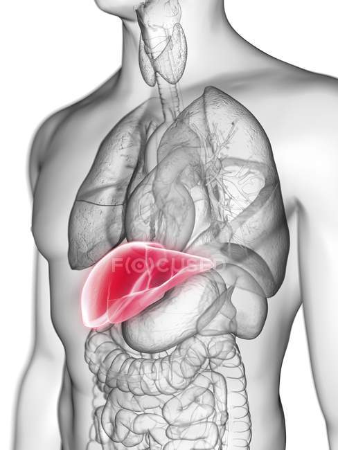 Ilustración de silueta gris transparente del cuerpo masculino con hígado de color . - foto de stock
