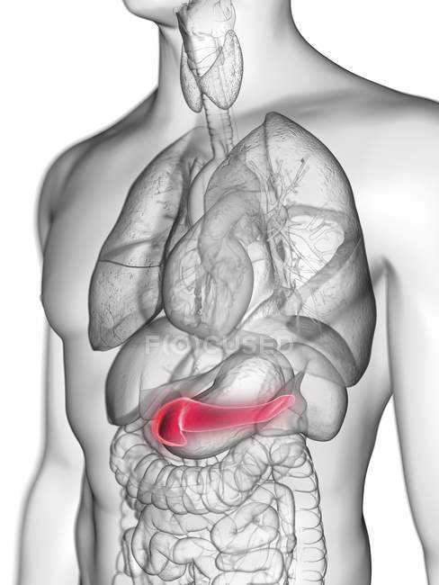 Ilustración de silueta gris transparente del cuerpo masculino con páncreas coloreado . - foto de stock