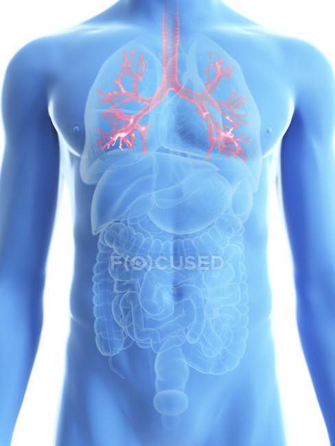 Illustration of transparent blue silhouette of male body with colored bronchi. — Stock Photo