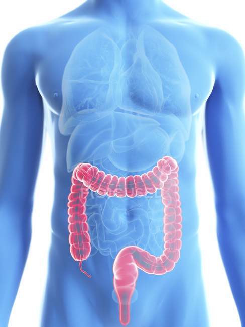 Illustration of transparent blue silhouette of male body with colored colon. — Stock Photo