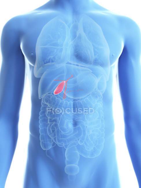 Ilustración de silueta azul transparente del cuerpo masculino con vesícula biliar de color
. - foto de stock