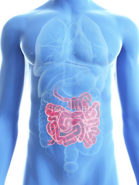 Ilustración de silueta azul transparente del cuerpo masculino con intestino delgado coloreado
. - foto de stock