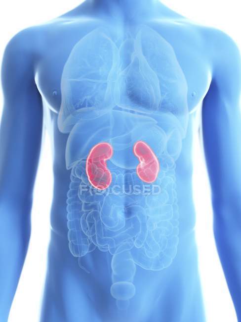 Ilustración de silueta azul transparente del cuerpo masculino con riñones de color . - foto de stock