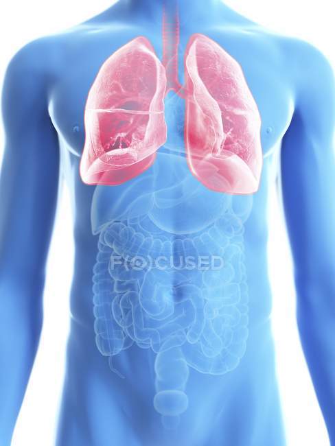 Illustration der transparenten blauen Silhouette des männlichen Körpers mit farbigen Lungen. — Stockfoto