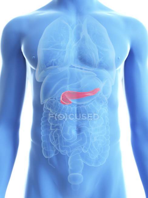 Ilustración de silueta azul transparente del cuerpo masculino con páncreas coloreado . - foto de stock