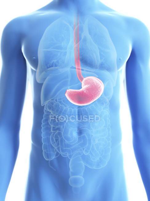 Ilustración de silueta azul transparente del cuerpo masculino con el estómago coloreado
. - foto de stock