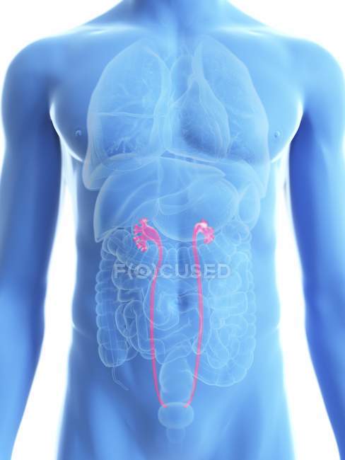Illustration of transparent blue silhouette of male body with colored ureters. — Stock Photo