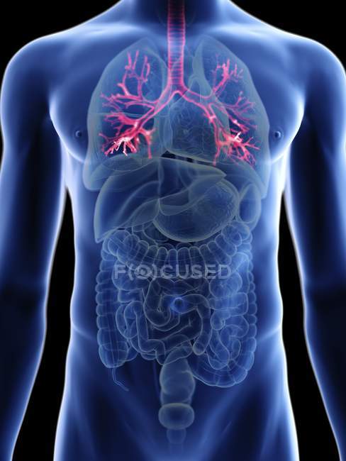 Ilustración de silueta azul transparente del cuerpo masculino con intestino delgado coloreado . - foto de stock