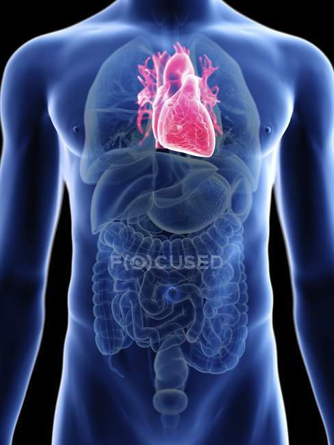 Illustration of transparent blue silhouette of male body with colored heart. — Stock Photo
