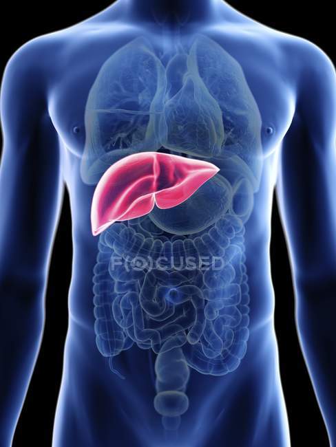 Mid section illustration of liver in male body silhouette. — Stock Photo