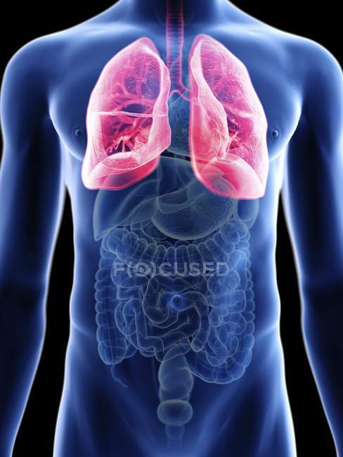 Ilustración de la sección media de los pulmones en silueta corporal masculina
. - foto de stock