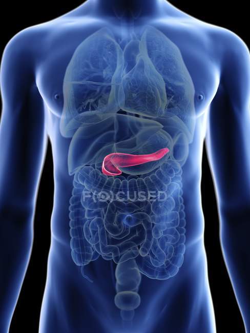 Ilustración de sección media del páncreas en silueta corporal masculina . - foto de stock