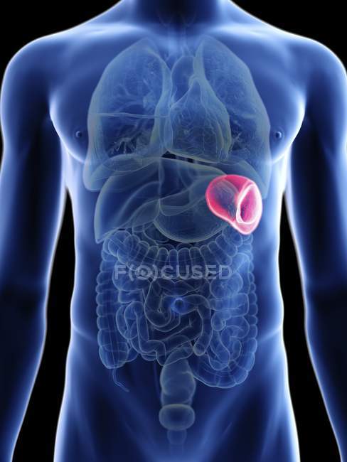 Mid section illustration of spleen in male body silhouette. — Stock Photo