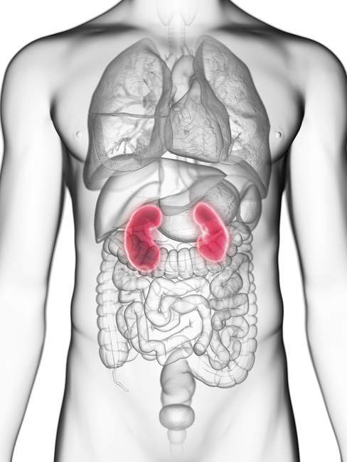 Ilustración de sección media de los riñones en silueta corporal masculina
. - foto de stock