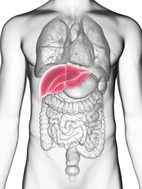Illustrazione a metà sezione del fegato nella silhouette del corpo maschile
. — Foto stock