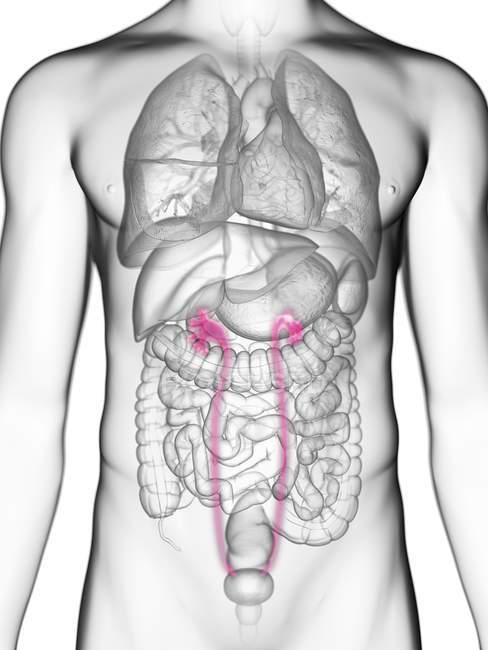 Illustration médiane des uretères dans la silhouette du corps masculin . — Photo de stock
