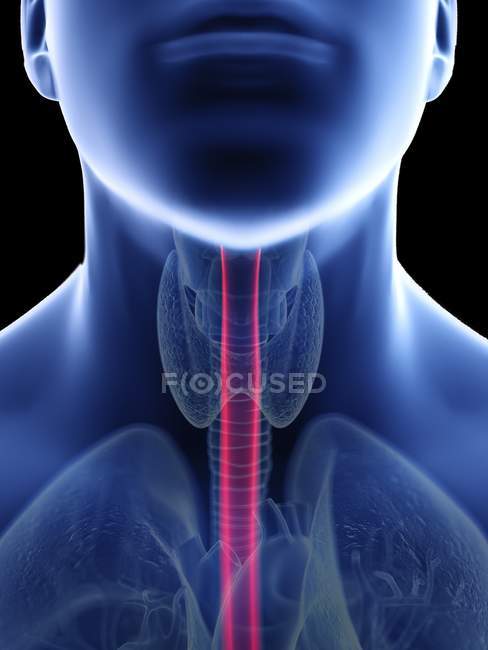 Illustrazione dell'esofago nella silhouette del corpo maschile, primo piano . — Foto stock