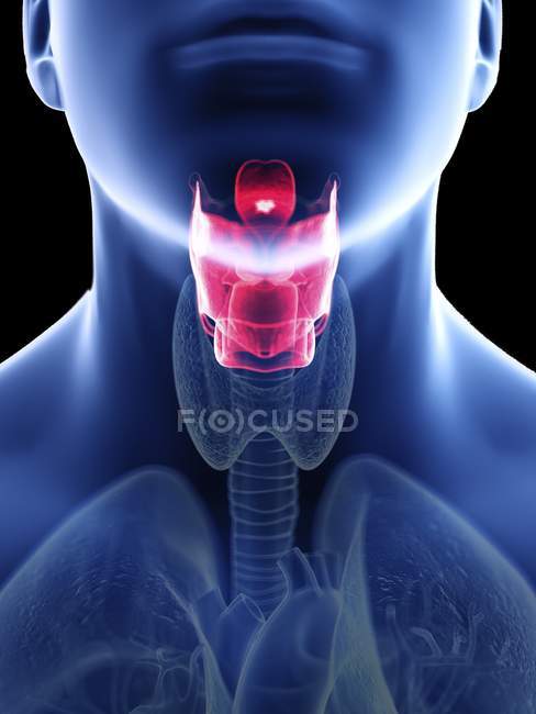 Ilustración de la laringe en silueta corporal masculina, primer plano . - foto de stock