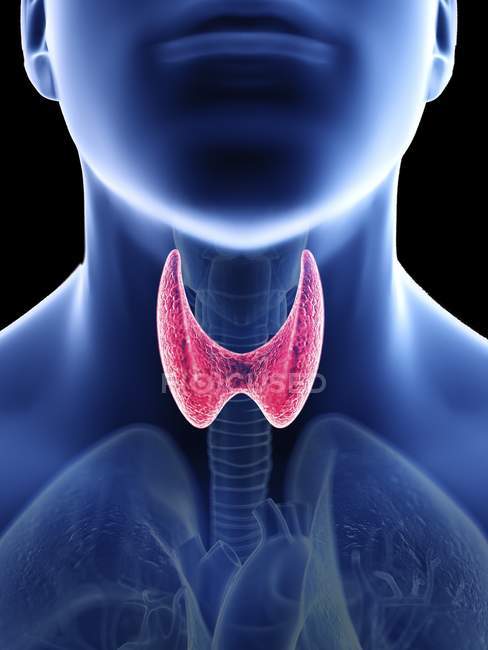 Ilustración de la glándula tiroides en silueta corporal masculina, primer plano
. - foto de stock