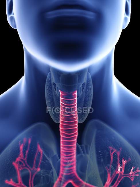 Close-up illustration of trachea in male body silhouette, close-up. — Stock Photo