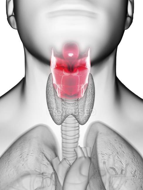 Ilustração da laringe na silhueta corporal masculina, close-up . — Fotografia de Stock