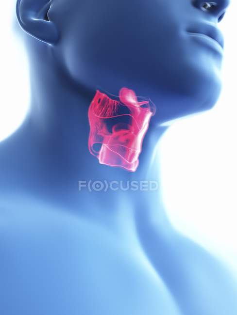 Ilustración de cerca de la laringe en la silueta del cuerpo masculino . - foto de stock