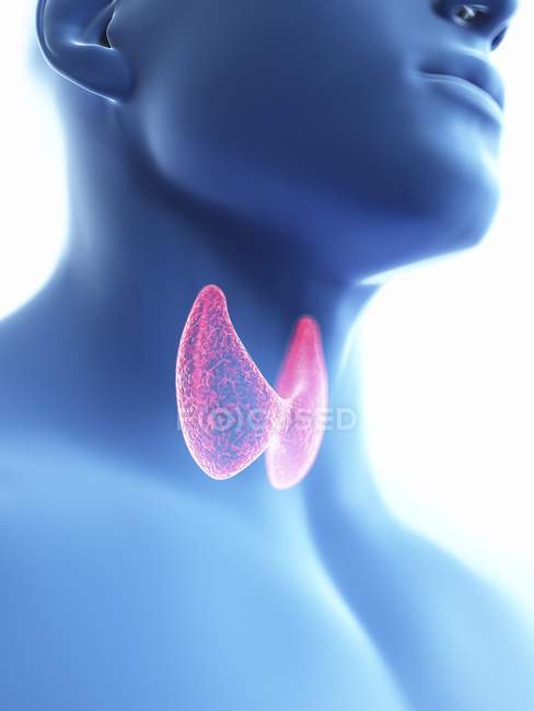 Ilustración de cerca de la glándula tiroides en la silueta corporal masculina . - foto de stock