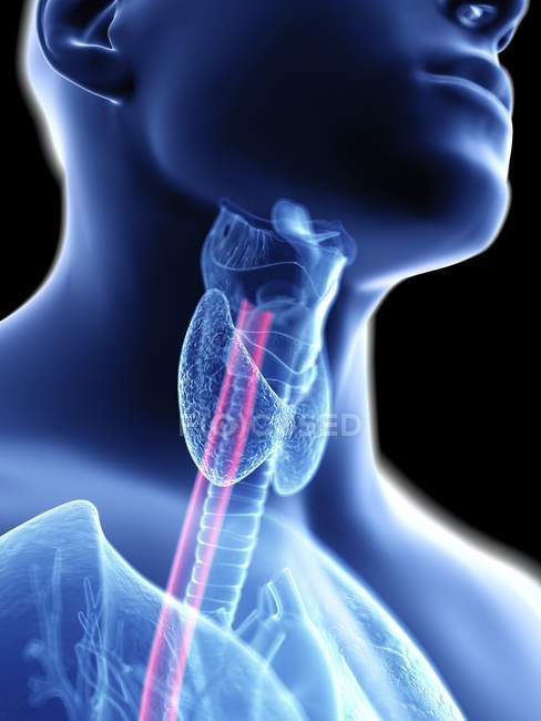 Close-up illustration of oesophagus in male body silhouette. — Stock Photo