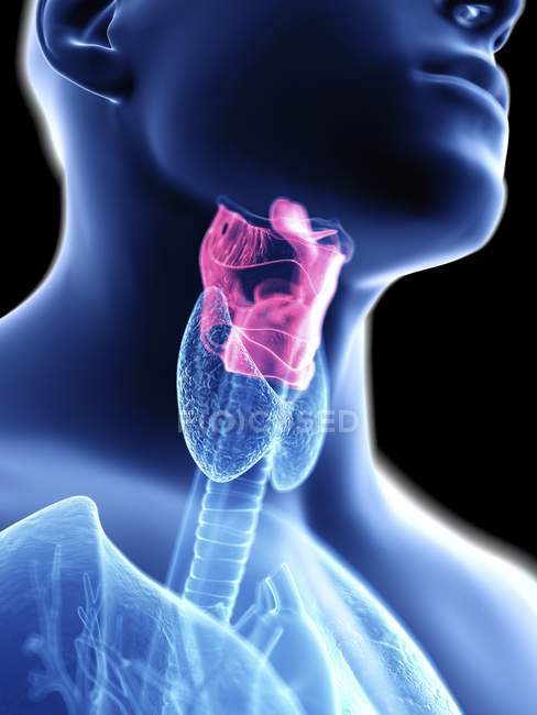Illustrazione ravvicinata della laringe nella silhouette del corpo maschile . — Foto stock