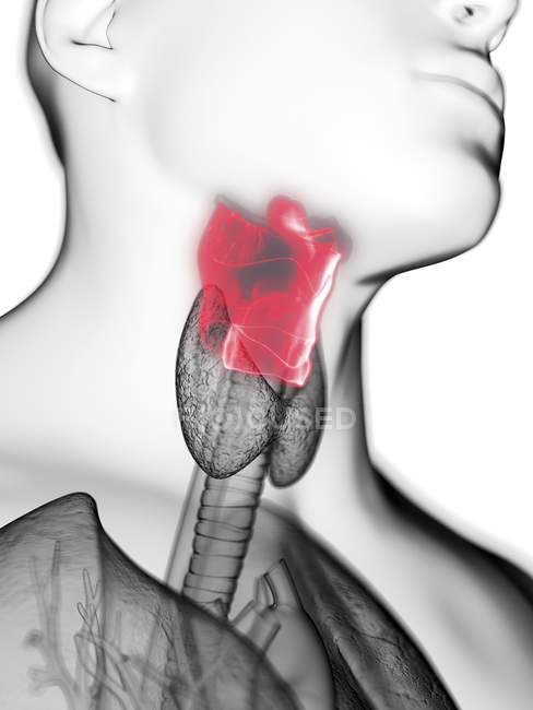 Ilustración de cerca de la laringe en la silueta del cuerpo masculino . - foto de stock