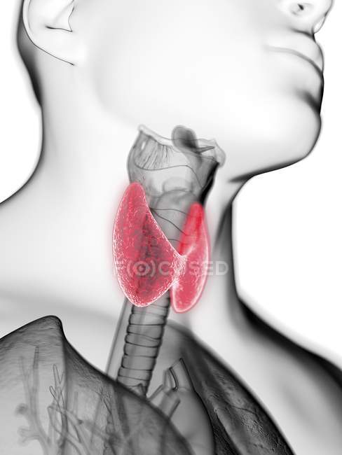 Ilustración de cerca de la glándula tiroides en la silueta corporal masculina . - foto de stock