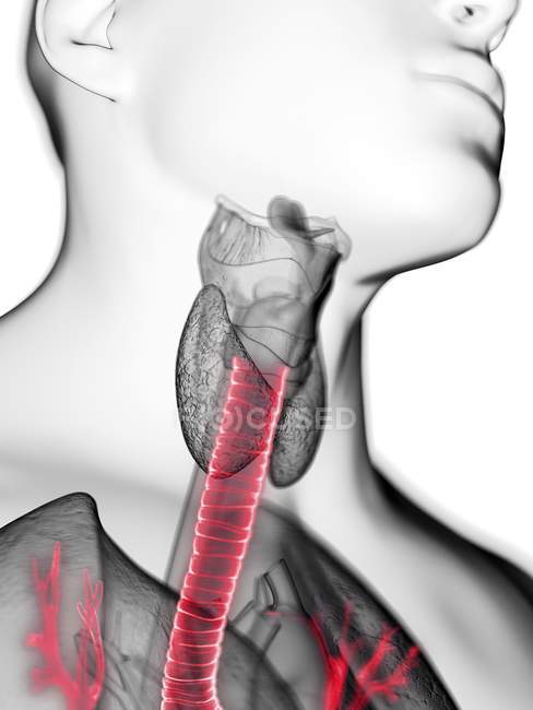 Illustrazione ravvicinata della trachea nella silhouette del corpo maschile . — Foto stock
