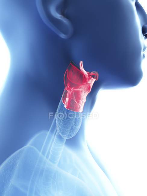 Close-up illustration of larynx in male body silhouette. — Stock Photo