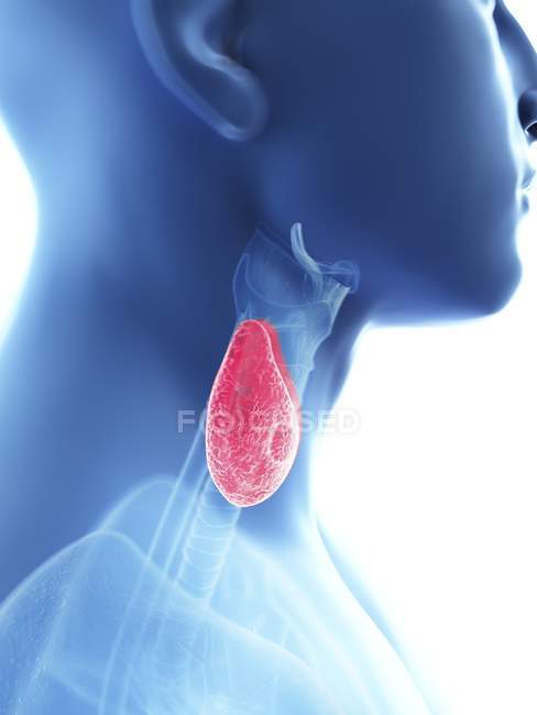 Close-up illustration of thyroid in male body silhouette. — Stock Photo