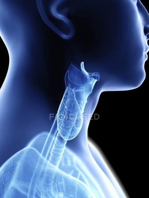 Ilustración médica de silueta que muestra la anatomía de la garganta masculina . - foto de stock