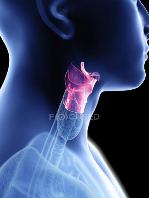 Medical illustration of larynx in male body silhouette. — Stock Photo