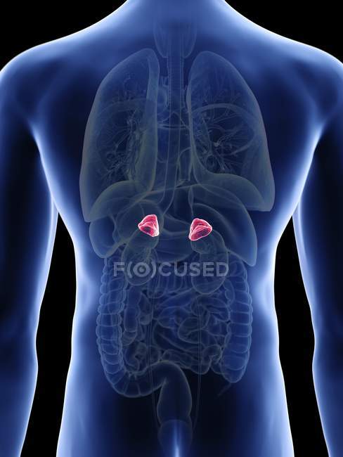 Illustration of adrenal glands in male body silhouette. — Stock Photo