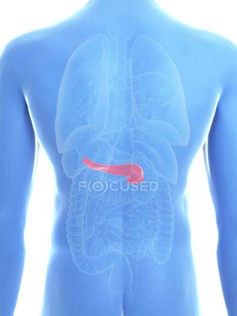 Illustrazione del pancreas nella silhouette del corpo maschile . — Foto stock