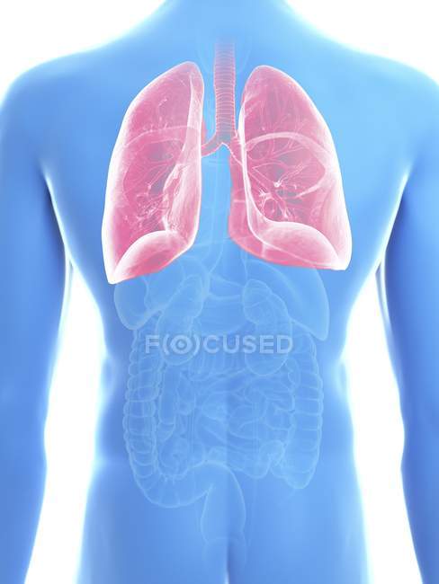 Illustration der Lungen in männlicher Körpersilhouette. — Stockfoto