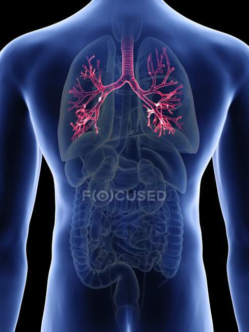 Illustrazione dei bronchi nella silhouette del corpo maschile . — Foto stock