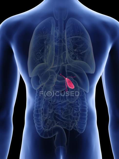 Illustration of gallbladder in male body silhouette. — graphic, organs ...