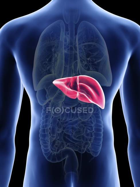 Illustration of liver in male body silhouette. — Stock Photo