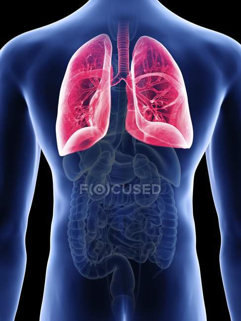 Ilustración de pulmones en silueta corporal masculina . - foto de stock